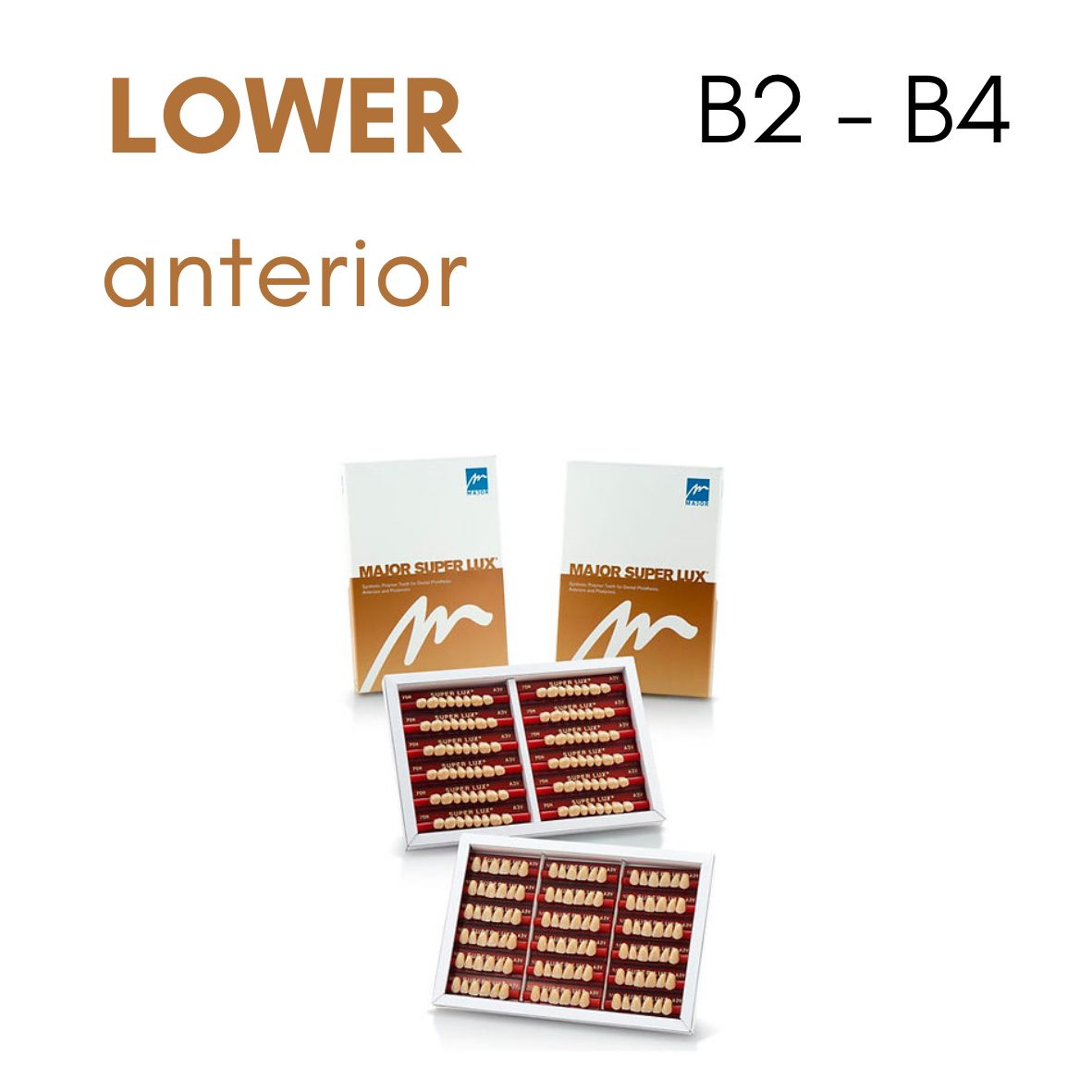 TOOTH CARD SUPERLUX MAJOR LOWER ANTERIOR B2-B4